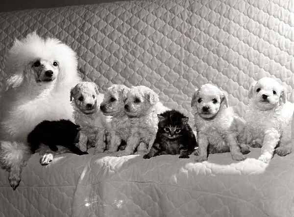 Lady the Poodle with her family of five pups and two stray kittens that were found