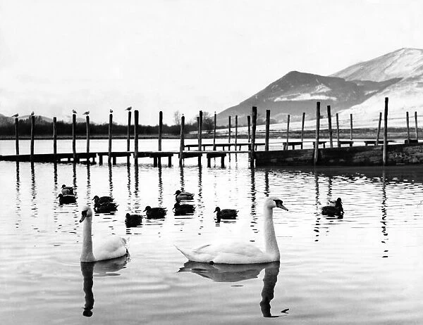 Lake District - Derwentwater - Swans and ducks swim around the Boat Station 28 January
