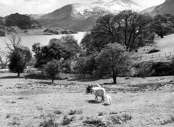 Lake District - sheep graze in a field at Ullswater looking towards Patterdale 1 May 1967