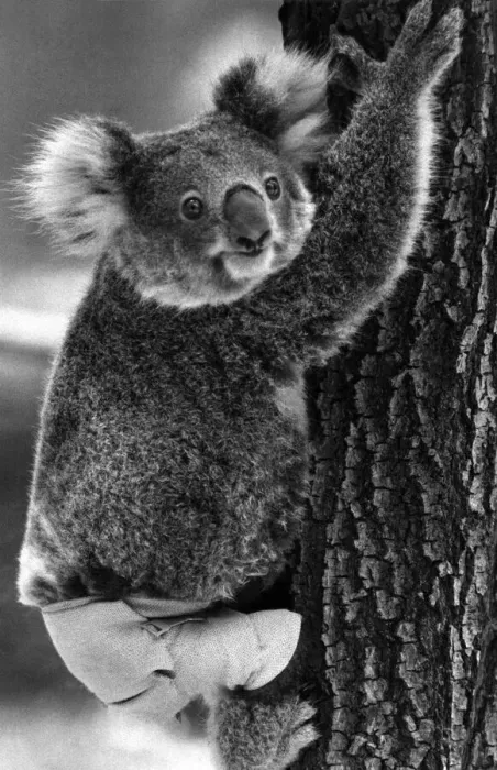Framed Print : Lally the Koala seen here with a broken leg which she receive during trying to escape a Framed Print : Lally the Koala seen here with a broken leg which she receive during trying to escape a
