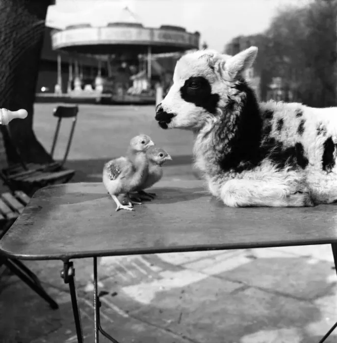 Framed Print : Lamb with cignets at Chessington Zoo. April 1953 D2157 Framed Print : Lamb with cignets at Chessington Zoo. April 1953 D2157