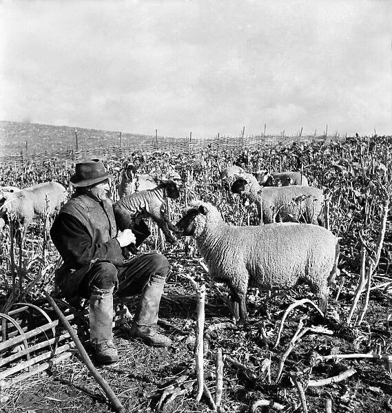 Lambing in Hampshire. March 1953