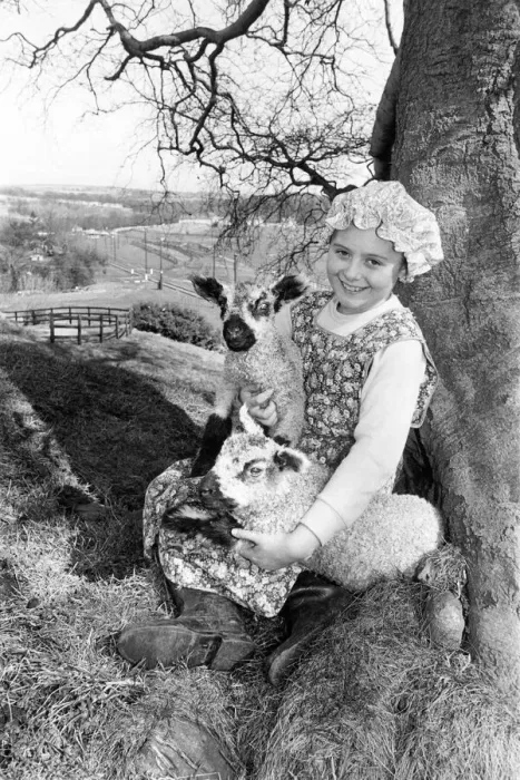 Framed Print : The lambs at Beamish Museum with farm helper Lee-Ann Telford