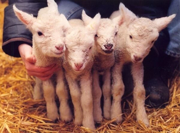 Four lambs born on Mothers Day at Byker City Farm