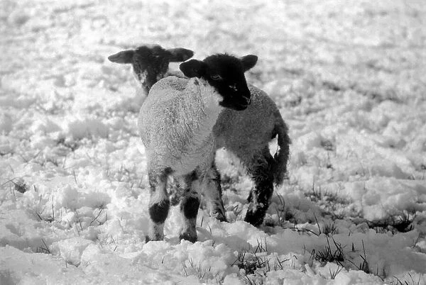 Lambs on a Kent farm seen here playing in the snow, following the heavy overnight fall