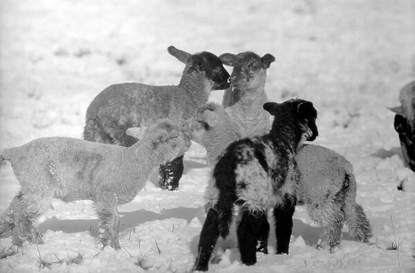 lambs on a Kent farm seen here playing in the snow, following the heavy overnight fall