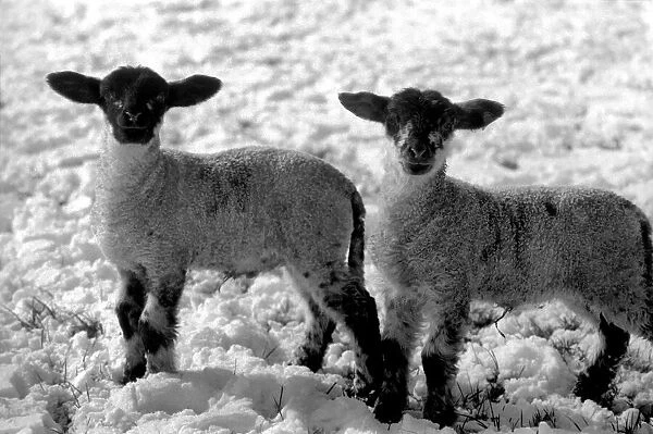lambs on a Kent farm seen here playing in the snow, following the heavy overnight fall