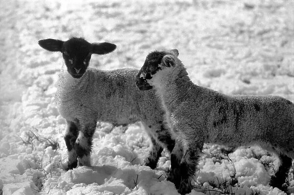 Lambs on a Kent farm seen here playing in the snow, following the heavy overnight fall