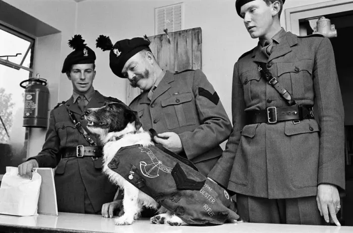 Framed Print : Lance corporal Paddy was promoted Sgt. Paddy, when he was collected Framed Print : Lance corporal Paddy was promoted Sgt. Paddy, when he was collected