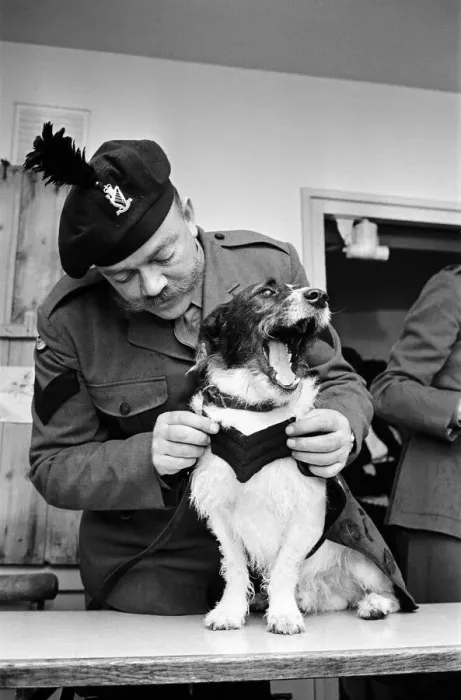 Framed Print : Lance corporal Paddy was promoted Sgt. Paddy, when he was collected Framed Print : Lance corporal Paddy was promoted Sgt. Paddy, when he was collected
