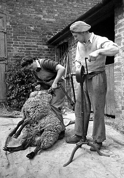 Land Army girl shearing sheep at Manor Pragwell, Buckinghamshire 1946
