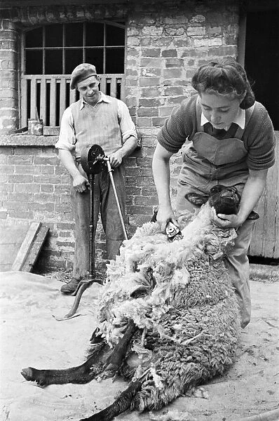 Land Army girl shearing sheep at Manor Pragwell, Buckinghamshire 1946