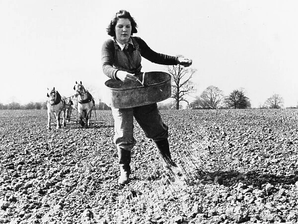 Land Army girl sowing seed by broadcast method on a farm in North Hampshire