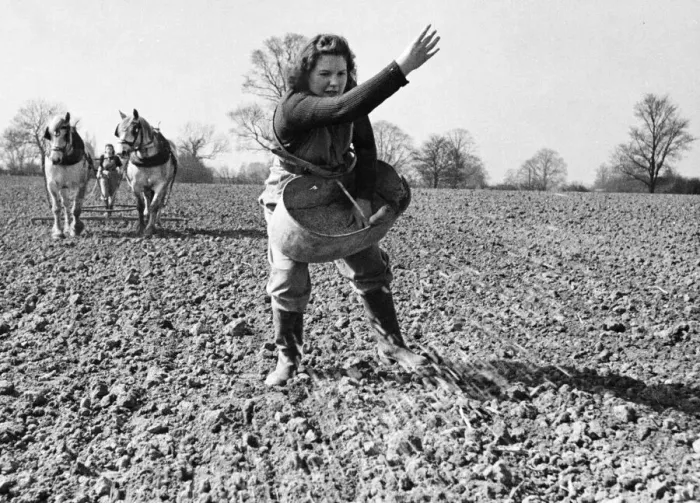 Framed Print : Land Army girl sowing seed by broadcast method on a farm in North Hampshire