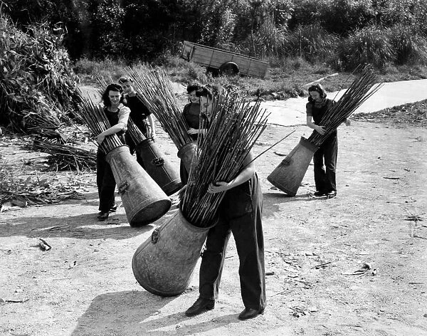 Land army girls with barrels of bamboo cane. The leading girl is Amy Holland, aged 20