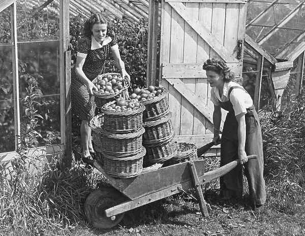 Land Army girls give a hand in collecting the first tomato crop at North Hubbard