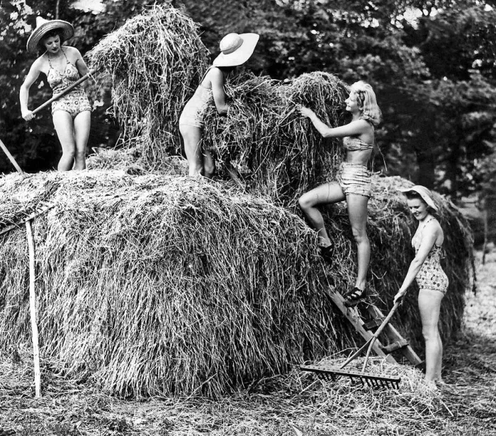 Framed Print : Land girls haymaking wearing swimming costumes as they work circa 1942