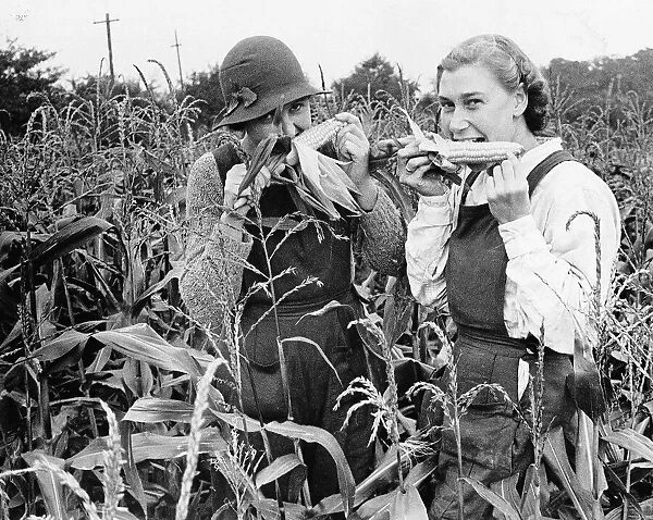 Land girls testing a new variety of corn on a trial ground near Hatfield