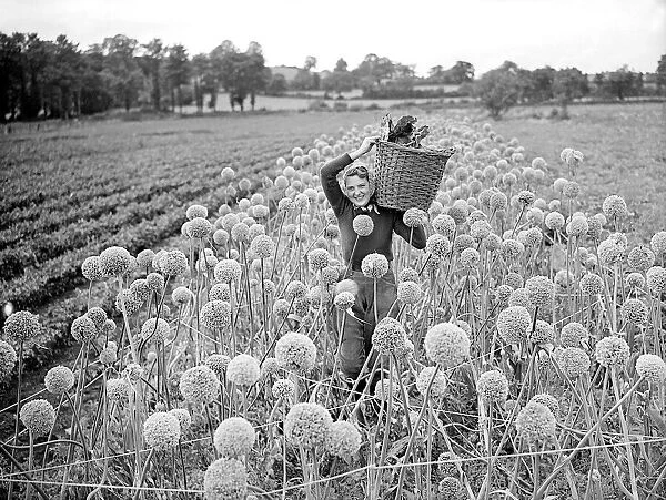 Landgirl colllection Onion Seeds 1941 Women fulfilling Mens work duties during