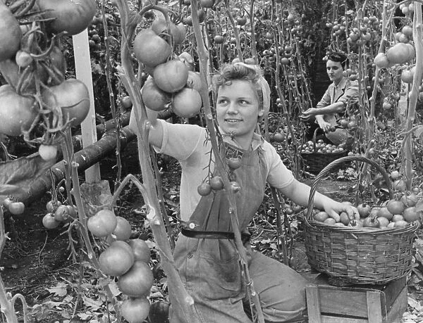 Landgirl Miss Betty McCarthy picking some large tomatoes from a greenhouse in Lea Valley