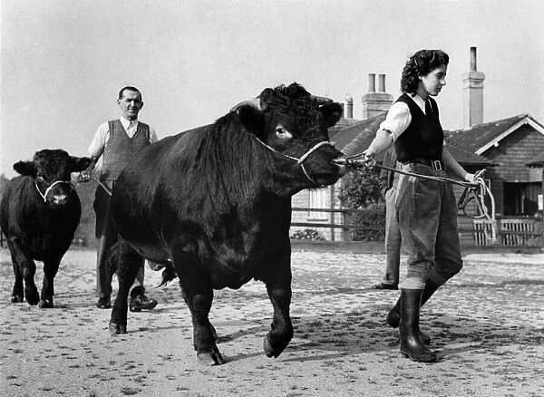 Landgirls often helped when labour was short, and this picture shows a young bull out for