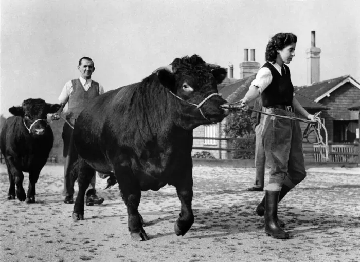 Framed Print : Landgirls often helped when labour was short, and this picture shows a young bull out for Framed Print : Landgirls often helped when labour was short, and this picture shows a young bull out for