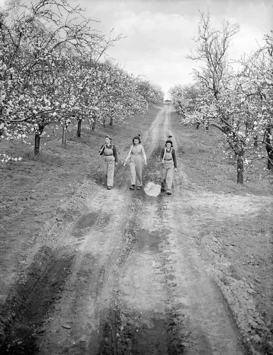 Framed Print : Landgirls in Kent Orchard during WW2 - 1941 Women doing mens jobs during the war Framed Print : Landgirls in Kent Orchard during WW2 - 1941 Women doing mens jobs during the war