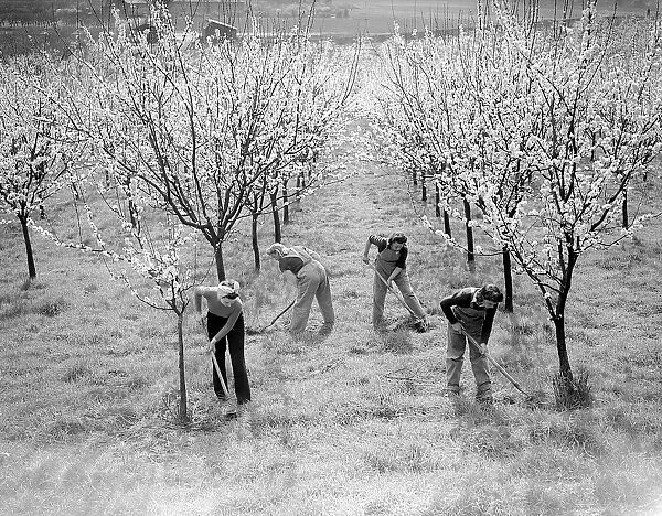 Landgirls working in Kent Orchard during WW2 - 1941 Women doing mens jobs during