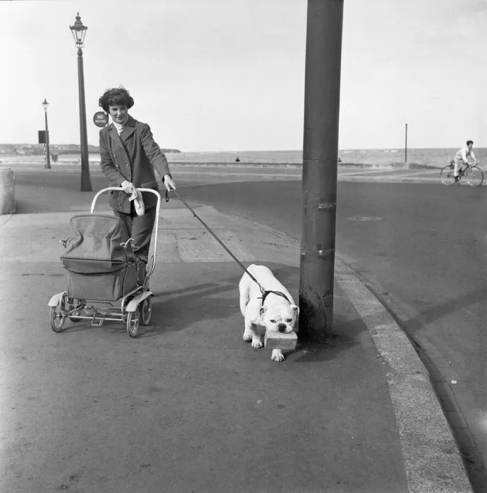 Framed Print : In a landscape full of lamp posts which should delight any dogs heart is Henry a British