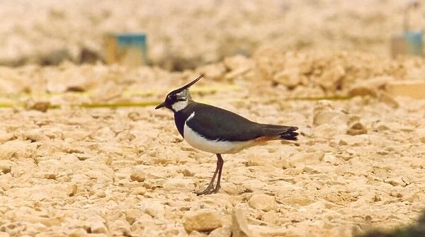 A Lapwing