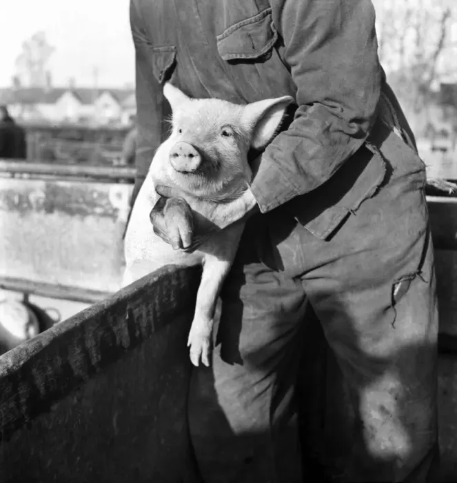 Framed Print : Large White'Pig. Farrington Gurney, Somerset. livestock sale. D255 Framed Print : Large White'Pig. Farrington Gurney, Somerset. livestock sale. D255