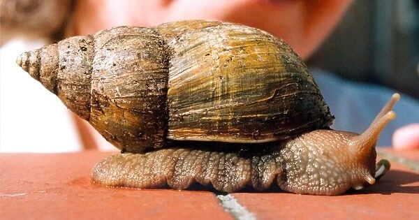 A larger than average snail in April 1995