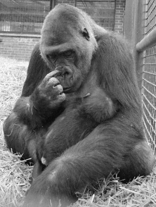 Framed Print : The largest collection of Gorillas in the world lives at Howletts Zoo near Canterbury Framed Print : The largest collection of Gorillas in the world lives at Howletts Zoo near Canterbury