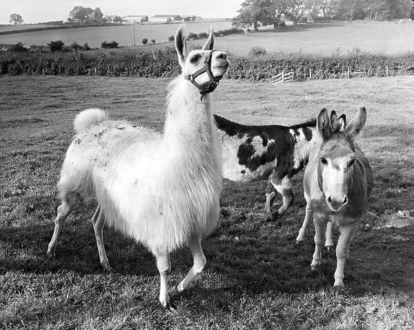 Larry the llama with his donkey friends