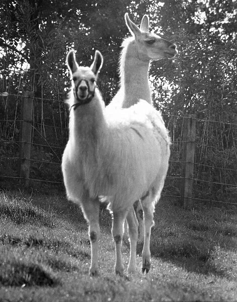 Larry the llama with his female friend