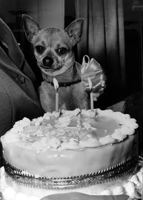 Framed Print : The late actress Coral Brown who threw a birthday party for Charlie her Chohuahua Framed Print : The late actress Coral Brown who threw a birthday party for Charlie her Chohuahua