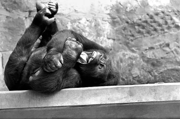 The Laughing Gorilla. One of Chester ZooOs unusual inmates, two mountain gorillas