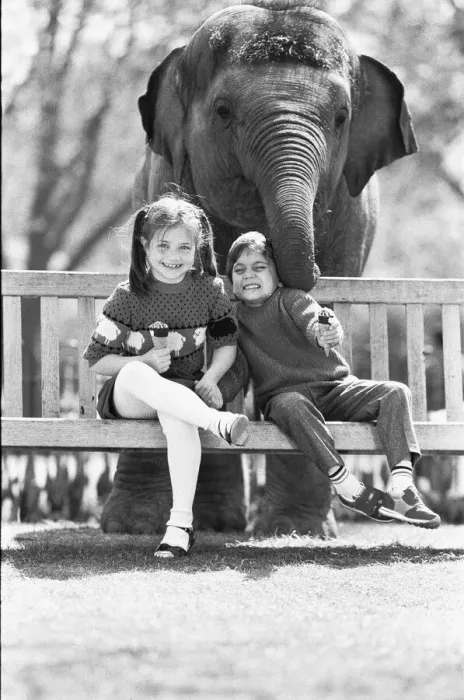 Framed Print : Layang Layang London Zoos Asian Elephant tries to muscle in on Faye Trinaman