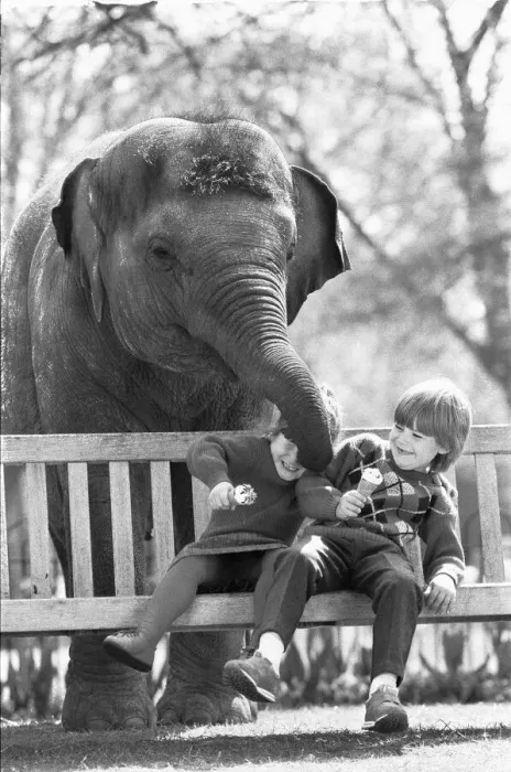 Framed Print : Layang Layang London Zoos Asian Elephant tries to muscle in on Georgina Burley