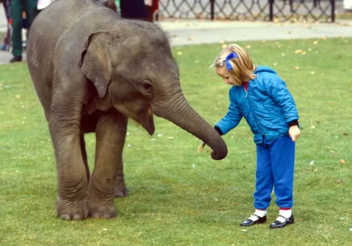 Framed Print : Layang Layang the orphaned baby Malay Elephant with little girl at London Zoo Framed Print : Layang Layang the orphaned baby Malay Elephant with little girl at London Zoo