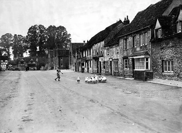 Laycock village, Wiltshire, a lady geese keeper is seen driving the birds through