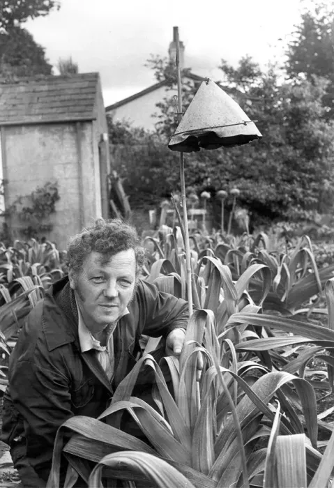 Framed Print : Leek grower Alan Rowntree is pulling out all the stops to protect his prize leeks in