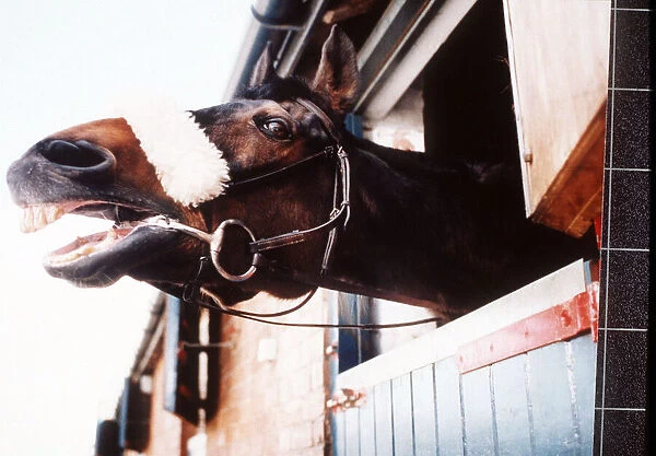 Legendary racehorse Red Rum who won three back to back Grand National races in the 1970s