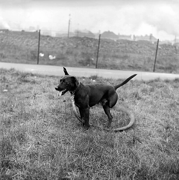 Three legged dog. 1954 A1e