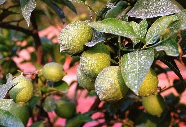 Lemon Tree - Italy Food Fruit Lemons