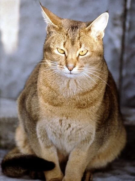 Full length of an Abyssinian cat 1969. animal animals cat cats domestic