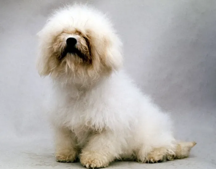 Framed Print : Full length of a Bichons Frise dog June 1987 Framed Print : Full length of a Bichons Frise dog June 1987