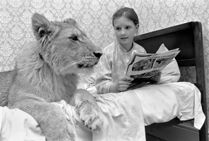Framed Print : Leonie'the Lioness. Leonie is the favourite pet of the youngest daughter of Framed Print : Leonie'the Lioness. Leonie is the favourite pet of the youngest daughter of