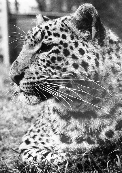 A leopard enjoys a quiet moment