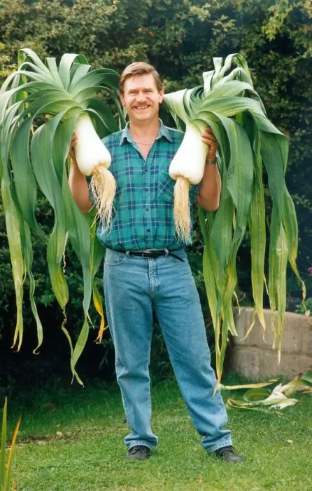 Framed Print : Les Waugh and his gian champion leeks in September 1994 Framed Print : Les Waugh and his gian champion leeks in September 1994